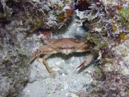 Sargassum Swimming Crab IMG 7619